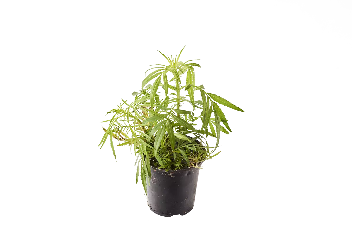 BIO Wakatai in pot doos 2st stuk